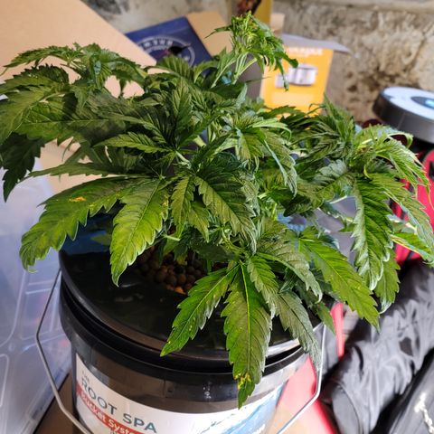 GOLD LEAF growlog timeline photo