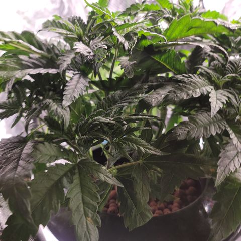 GOLD LEAF growlog timeline photo