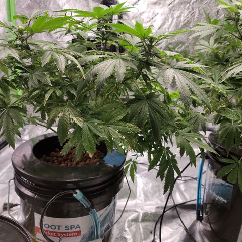 CRITICAL MASS growlog timeline photo