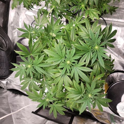 CRITICAL MASS growlog timeline photo