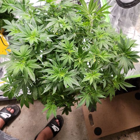GOLD LEAF growlog timeline photo