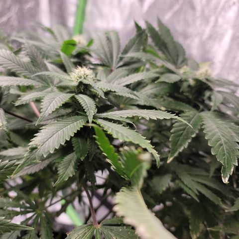 GOLD LEAF growlog timeline photo