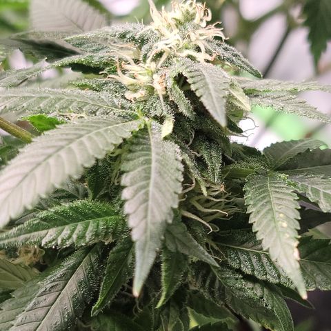 GOLD LEAF growlog timeline photo