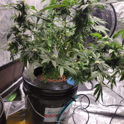 CRITICAL MASS growlog timeline photo