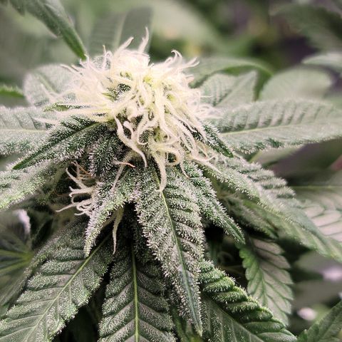 CRITICAL MASS growlog timeline photo