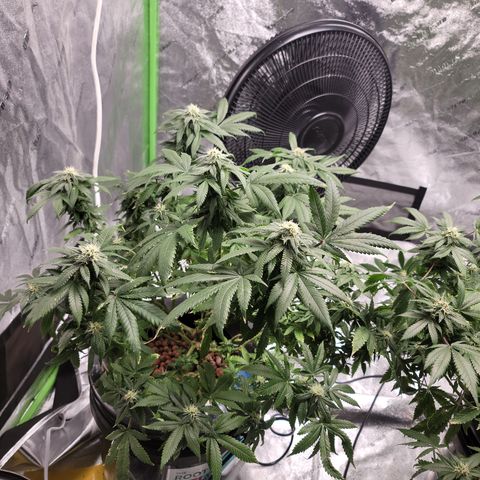 CRITICAL MASS growlog timeline photo