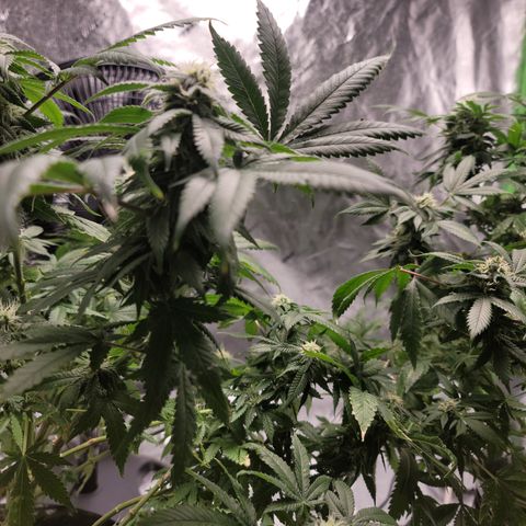 CRITICAL MASS growlog timeline photo