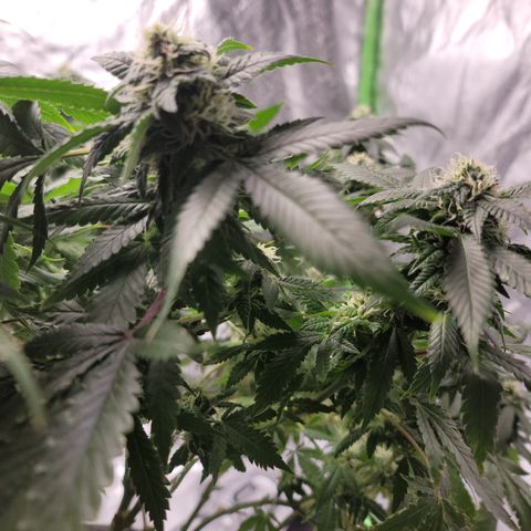 GOLD LEAF growlog timeline photo