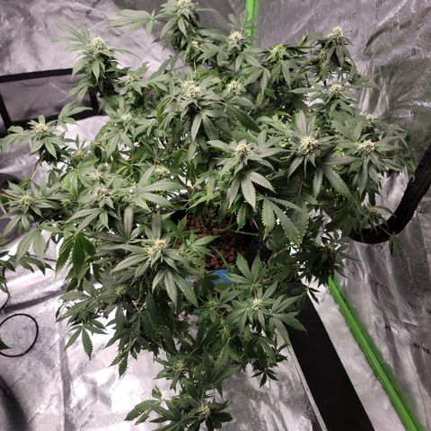 GOLD LEAF growlog timeline photo