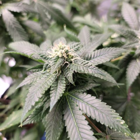 GOLD LEAF growlog timeline photo