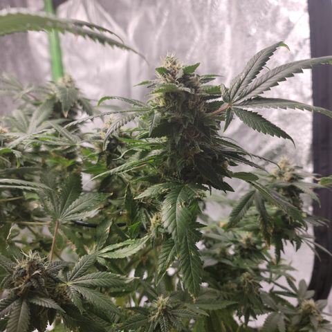 GOLD LEAF growlog timeline photo