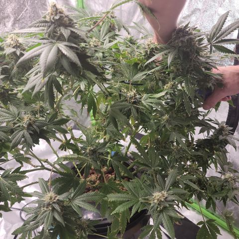 GOLD LEAF growlog timeline photo