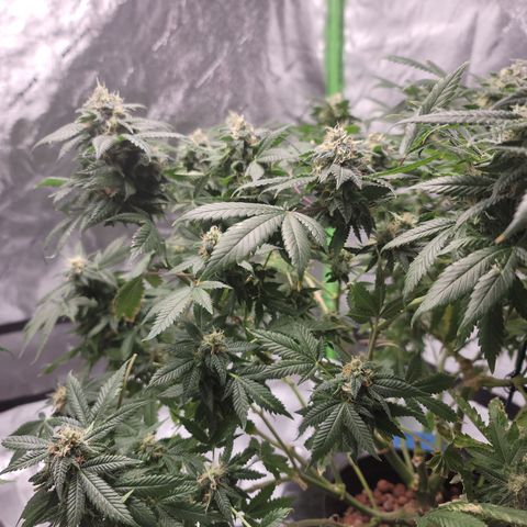 GOLD LEAF growlog timeline photo