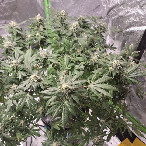 GOLD LEAF growlog timeline photo