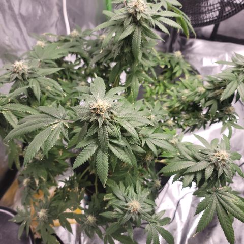 CRITICAL MASS growlog timeline photo