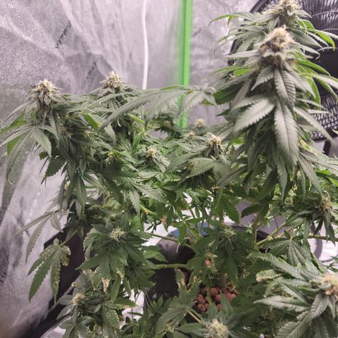 CRITICAL MASS growlog timeline photo