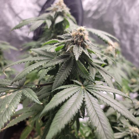 CRITICAL MASS growlog timeline photo