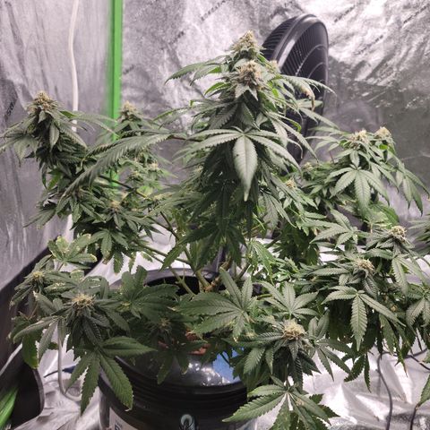 CRITICAL MASS growlog timeline photo