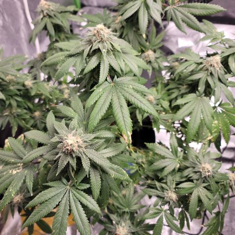 CRITICAL MASS growlog timeline photo