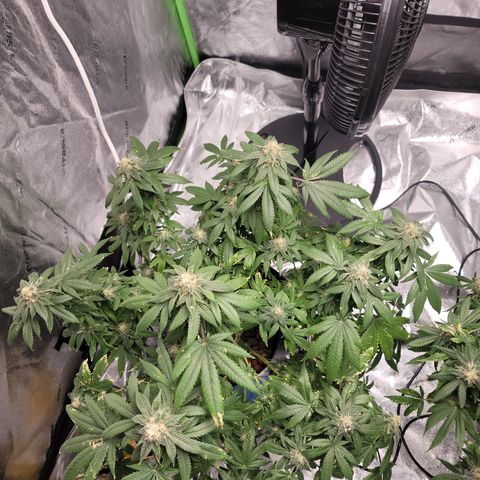 CRITICAL MASS growlog timeline photo