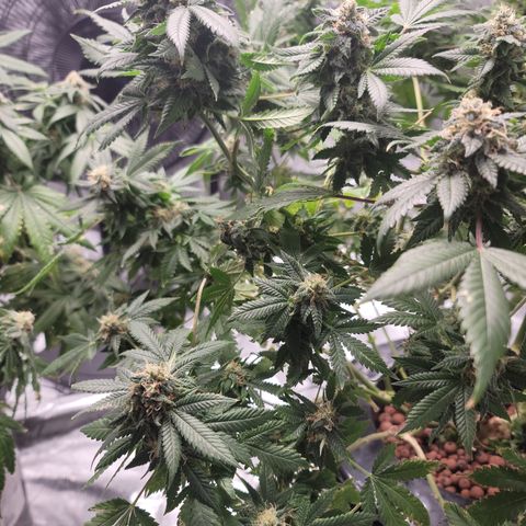 GOLD LEAF growlog timeline photo