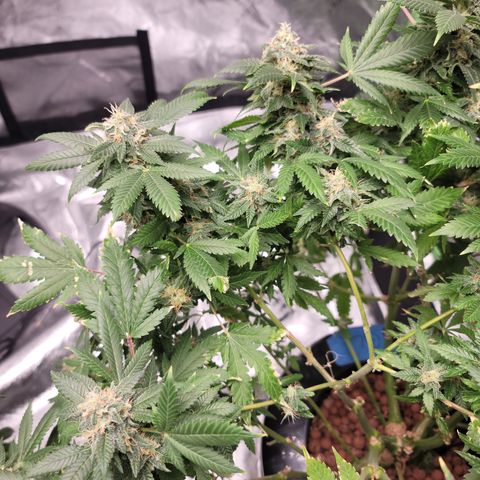 GOLD LEAF growlog timeline photo