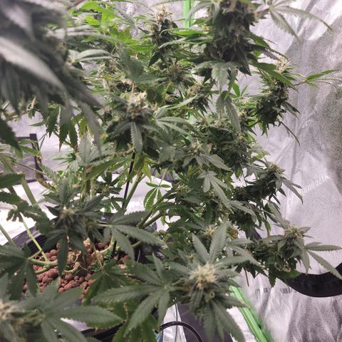 GOLD LEAF growlog timeline photo