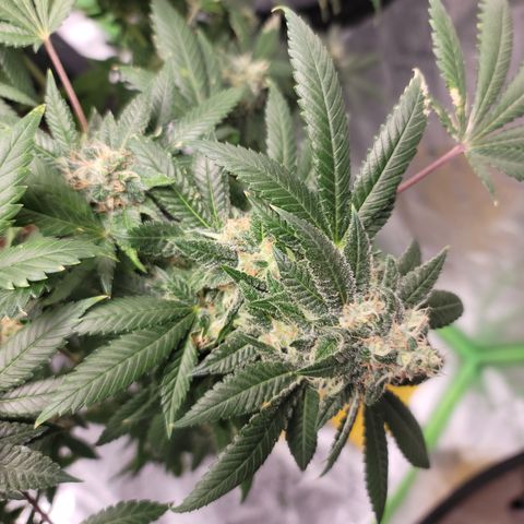 GOLD LEAF growlog timeline photo