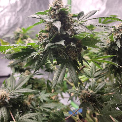 GOLD LEAF growlog timeline photo