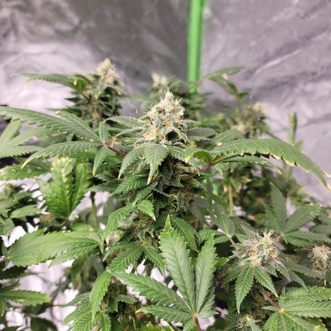 GOLD LEAF growlog timeline photo