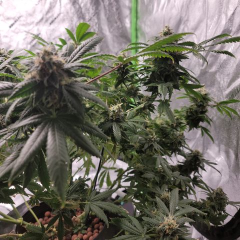 GOLD LEAF growlog timeline photo