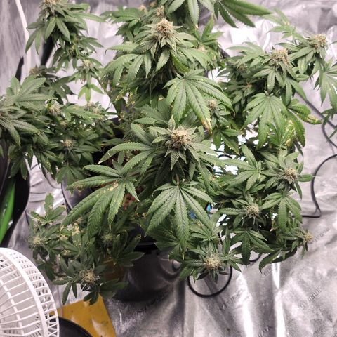 CRITICAL MASS growlog timeline photo