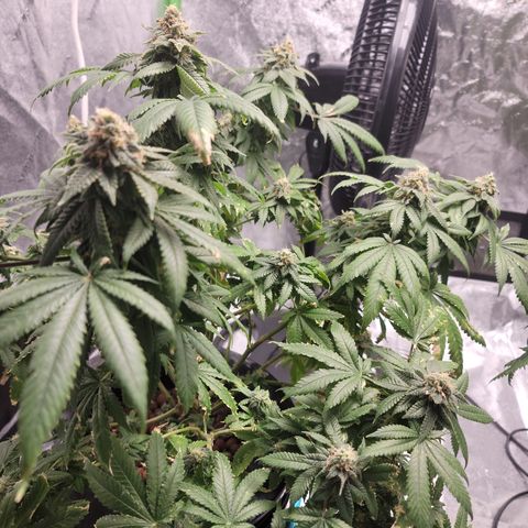 CRITICAL MASS growlog timeline photo