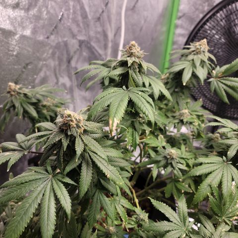 CRITICAL MASS growlog timeline photo