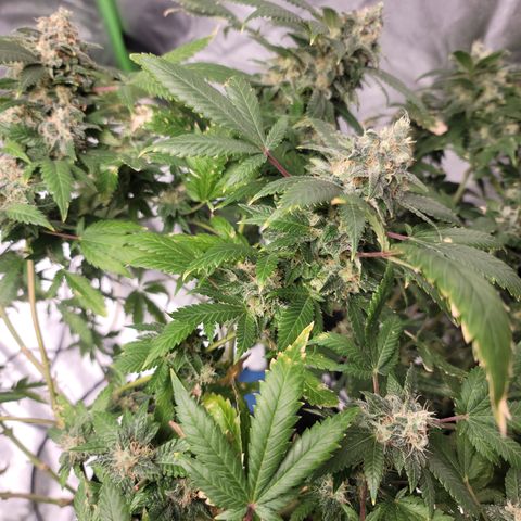 GOLD LEAF growlog timeline photo