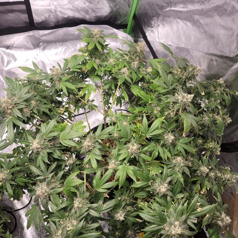 GOLD LEAF growlog timeline photo