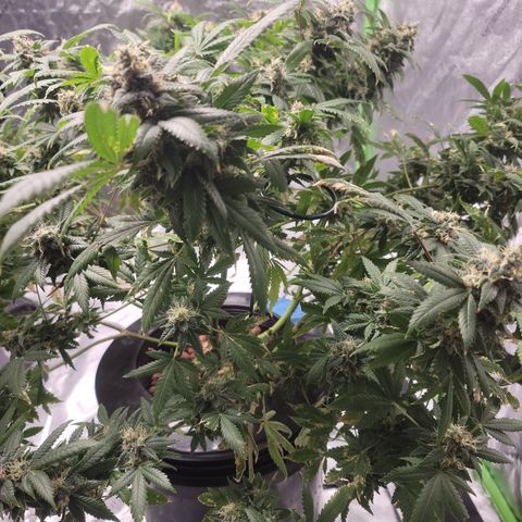 GOLD LEAF growlog timeline photo