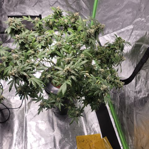 GOLD LEAF growlog timeline photo