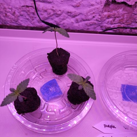 Grape Stomper Fems  growlog timeline photo