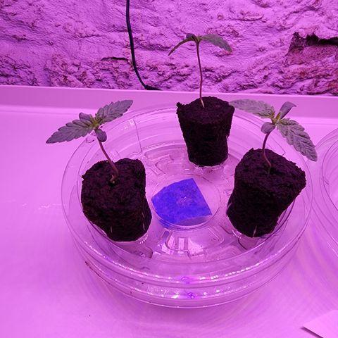 Grape Stomper Fems  growlog timeline photo