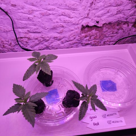 Grape Stomper Fems  growlog timeline photo