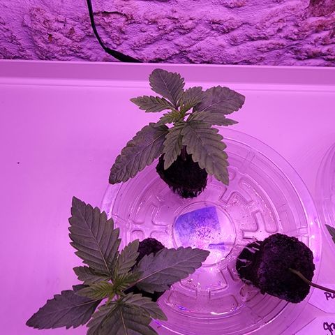 Grape Stomper Fems  growlog timeline photo