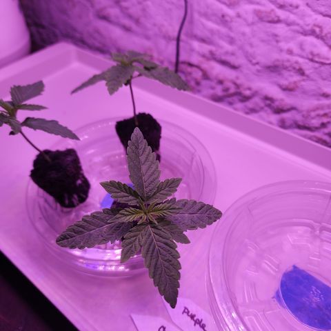 Grape Stomper Fems  growlog timeline photo