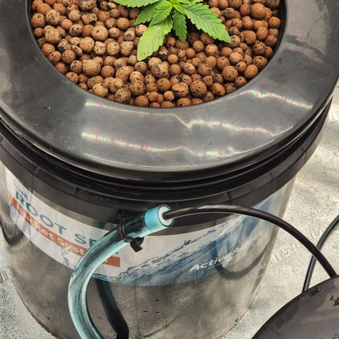 Grape Stomper Fems  growlog timeline photo