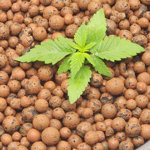 Grape Stomper Fems  growlog timeline photo