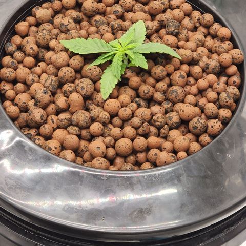 Grape Stomper Fems  growlog timeline photo