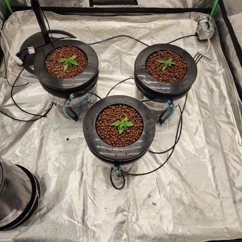 Grape Stomper Fems  growlog timeline photo
