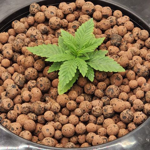 Grape Stomper Fems  growlog timeline photo