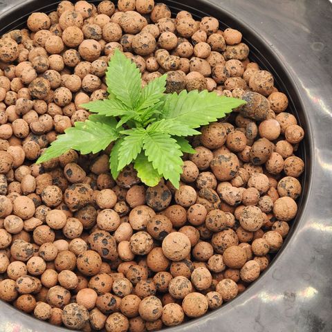 Grape Stomper Fems  growlog timeline photo