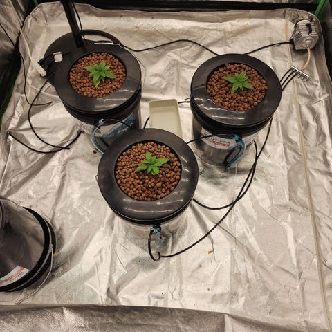 Grape Stomper Fems  growlog timeline photo